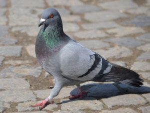 je suis un pigeon